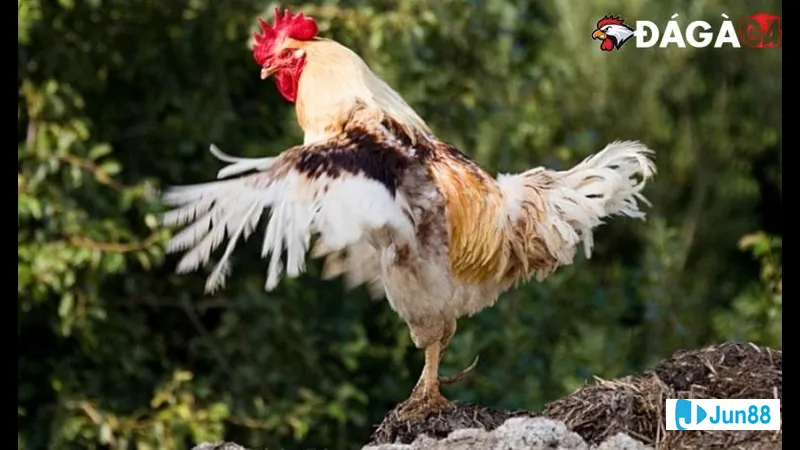 Gà đá nghiêm túc trong quá trình vận