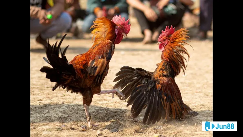 Đá gà đang tranh tài trên sân đấu